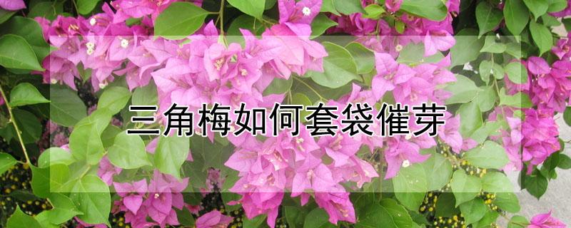 三角梅如何套袋催芽(三角梅怎样催芽)