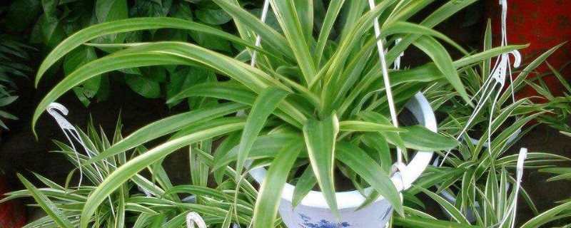 吊兰的快速繁殖方法 吊兰用什么繁殖方式