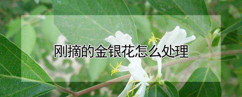 刚摘的金银花怎么处理（刚摘的金银花怎么处理才不会变颜色）