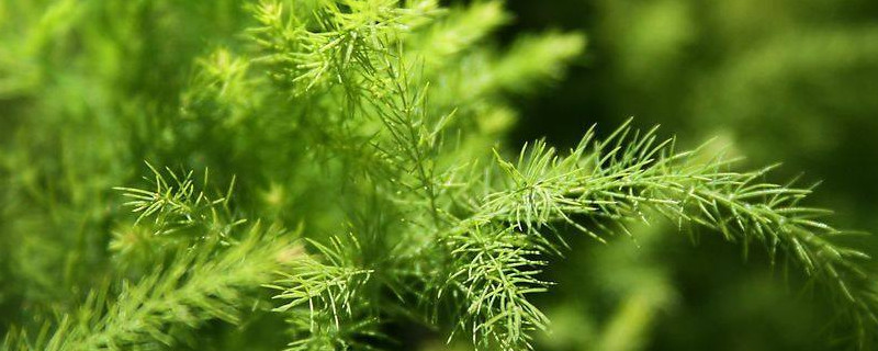 文竹发黄怎么挽救(文竹变黄怎么救)