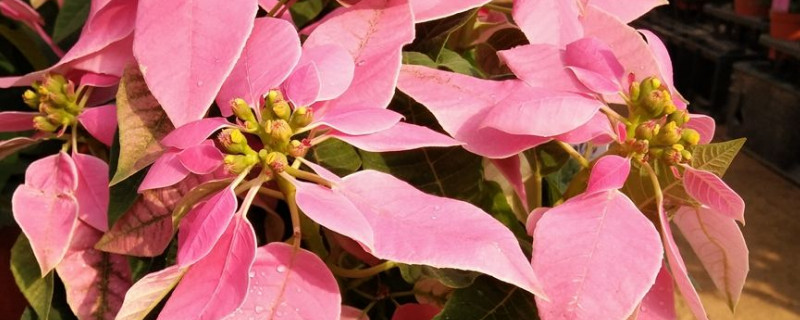 一品红喜阳光吗 一品红不见阳光行吗