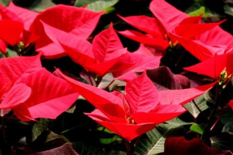 一品红的叶片枯萎是什么原因