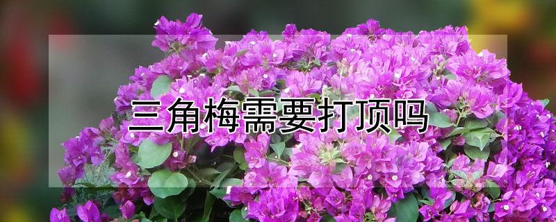 三角梅需要打顶吗 三角梅花期要打顶吗