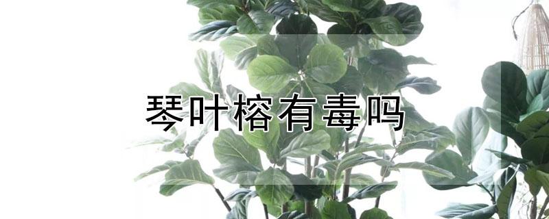 琴叶榕有毒吗 琴叶榕有毒吗知道
