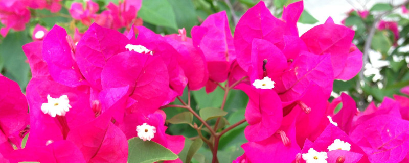 三角梅叶子小是怎么回事(三角梅叶小是什么原因)