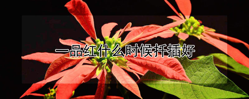 一品红什么时候扦插好（一品红几月份插扦）