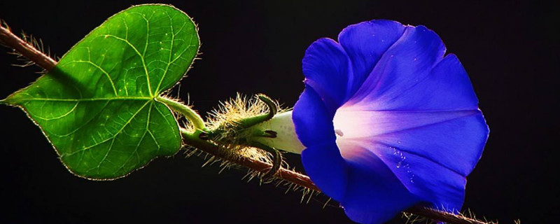 牵牛花冬天开花吗 牵牛花在春天开花吗