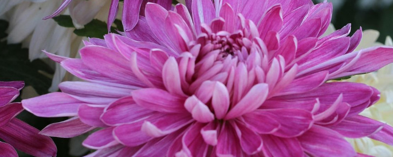 菊花根部开始枯萎是什么回事(菊花长着长着就枯萎了是怎么回事)