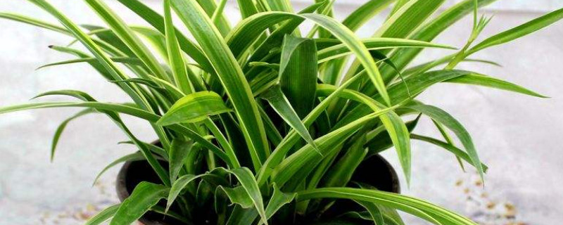 金边吊兰的修剪方法（金边吊兰的修剪方法和注意事项）