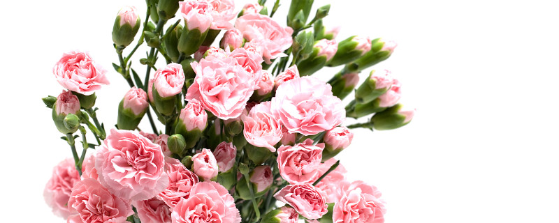 康乃馨冬天会不会冻死 康乃馨冬天会不会冻死第二年会不会发芽