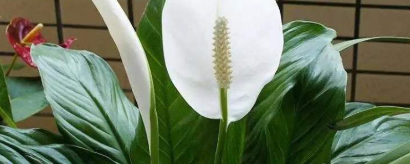 白掌生虫了怎么办（白掌生虫子该怎么办）