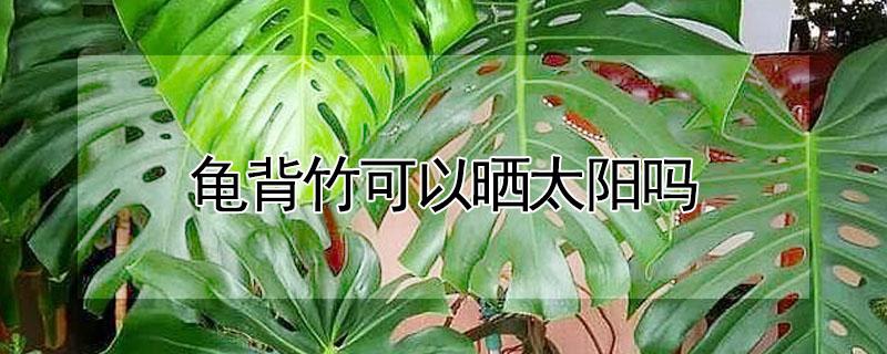 龟背竹可以晒太阳吗 龟背竹可以晒太阳么