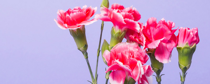 康乃馨怎么醒花 康乃馨怎么醒花方法