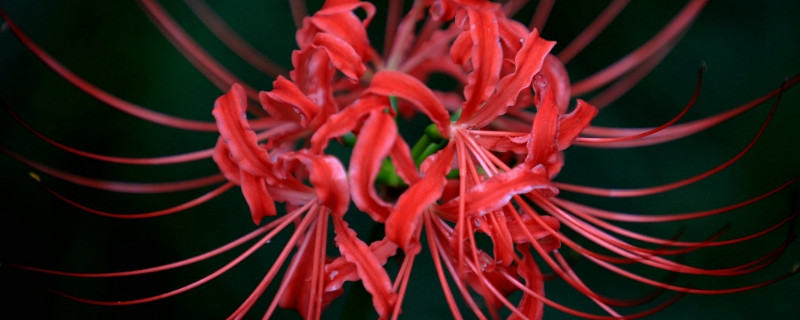 彼岸花有什么香味 彼岸花有味道吗