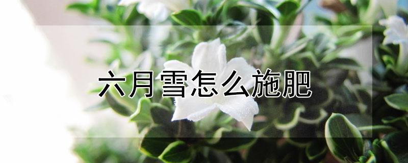 六月雪怎么施肥 六月雪施肥过多怎么挽救