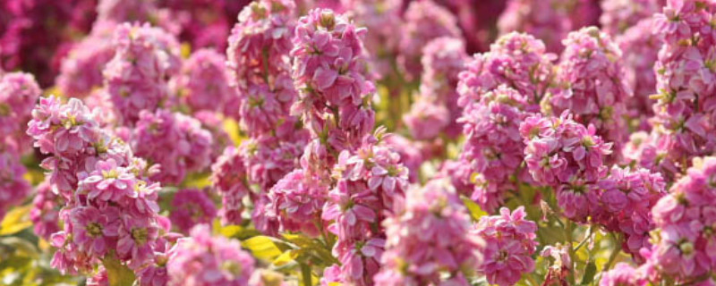 紫罗兰花开败了怎么修剪 紫罗兰花开完怎么修剪