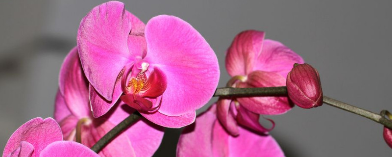 蝴蝶兰小苗种植与管理 蝴蝶兰的种植与管理