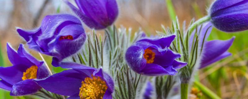 紫罗兰的养护方法 紫罗兰的养护方法视频