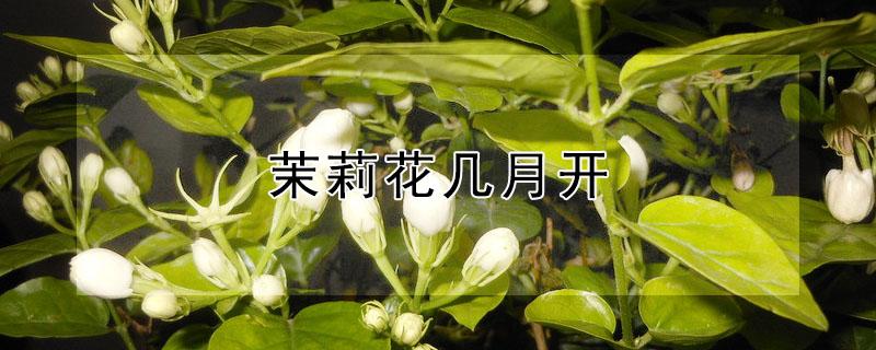 茉莉花几月开（茉莉花几月开始发芽）
