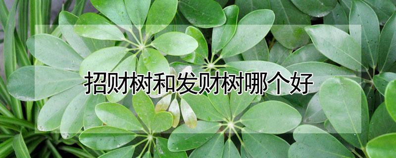 招财树和发财树哪个好 招财树和发财树哪个好养