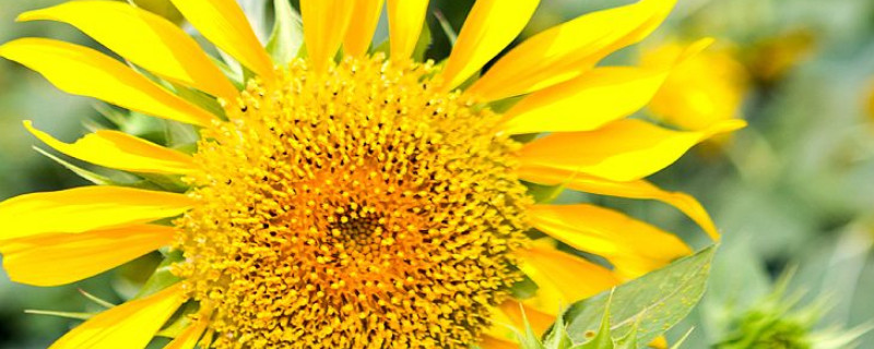 向日葵夏天可以播种吗 向日葵可以在夏天种吗