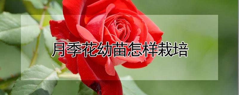 月季花幼苗怎样栽培 月季花幼苗怎样移栽