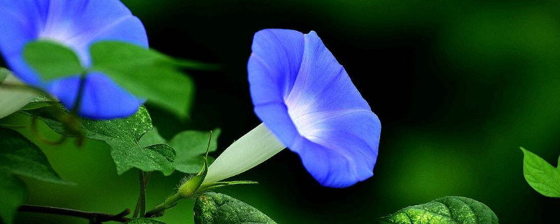 牵牛花播种需要泡种吗 牵牛花如何播种