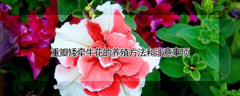 重瓣矮牵牛花的养殖方法和注意事项(重瓣矮牵牛花怎么养)