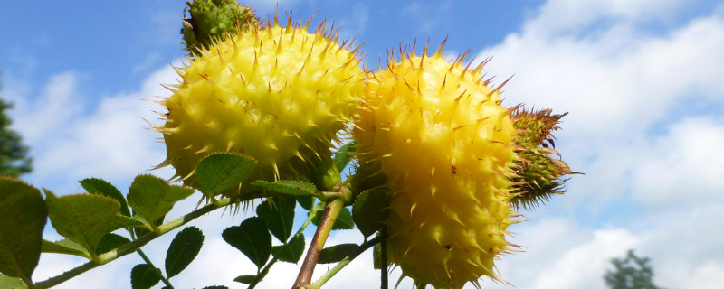 金樱子的生长周期(金樱子生长速度)