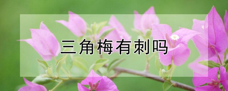 三角梅有刺吗（三角梅 有刺吗）