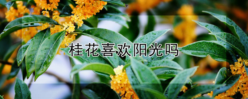 桂花喜欢阳光吗 桂花喜欢太阳吗