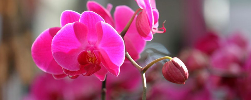 蝴蝶兰的花苞变红干瘪（蝴蝶兰花苞瘪了）