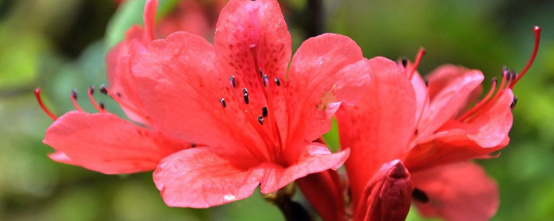 杜鹃树桩如何快速生根（杜鹃下山桩发芽后怎么管理）