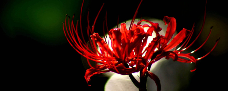 彼岸花的根可不可以移栽(彼岸花开完花要不要移栽)