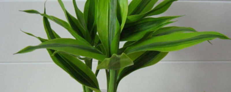 富贵竹叶尖发黄怎么回事 富贵竹叶发黄是咋回事
