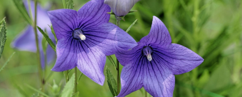 牵牛花苗的养护方法 牵牛花种植方法和注意事项