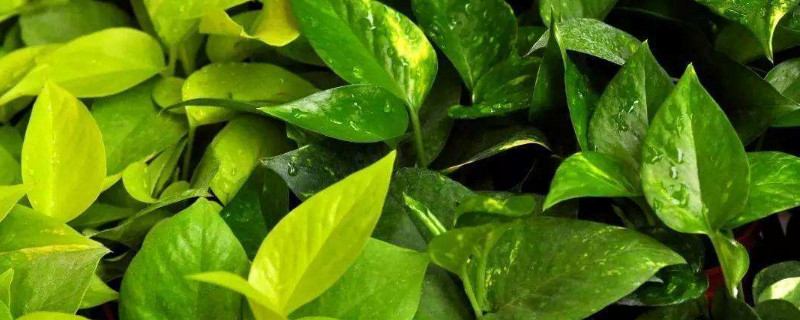 绿萝烂根是什么原因(绿萝烂根是什么原因造成的)