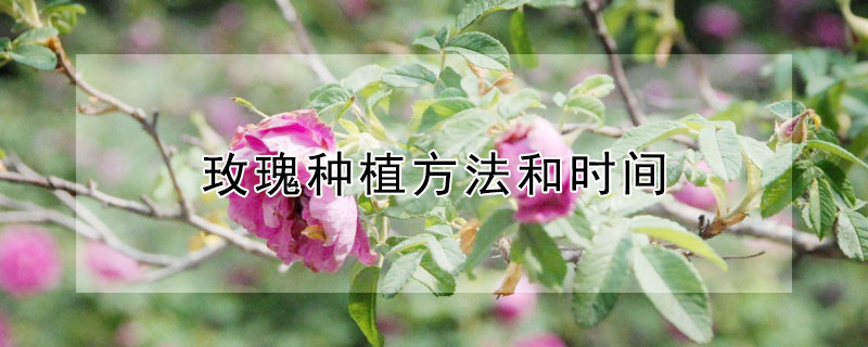 玫瑰种植方法和时间 山地玫瑰种植方法和时间