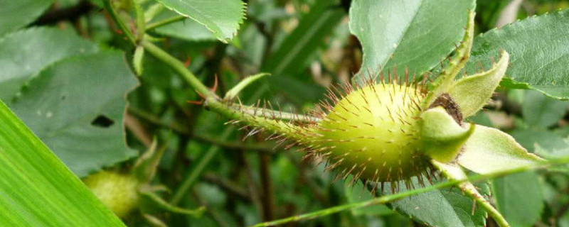 如何去除金樱子果实外表的刺 金樱子有刺吗