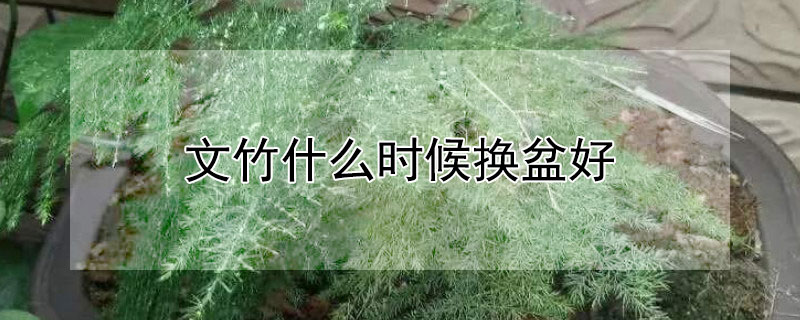 文竹什么时候换盆好（文竹换盆之后要不要马上就）