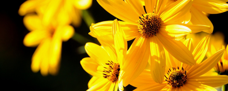 菊花盆景制作方法(菊花盆景的制作)