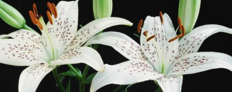 百合花长多高才开花（百合花多少天才开花）