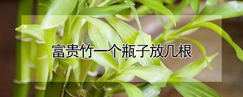 富贵竹一个瓶子放几根 富贵竹一个花瓶放几支