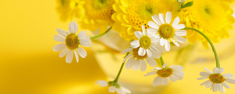 菊花如何催花（菊花怎样催花）