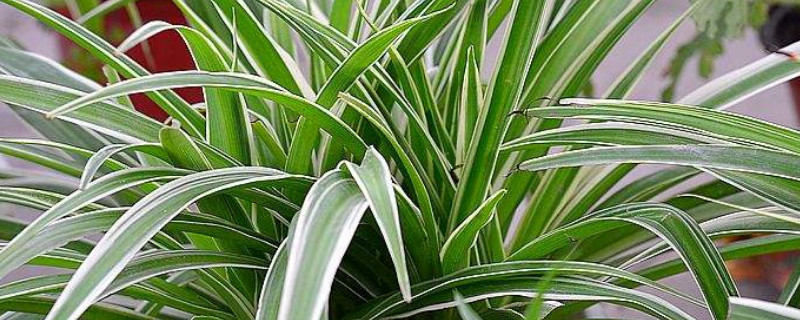 金边吊兰夏天怎么养 金边吊兰夏天怎么养才能更旺盛