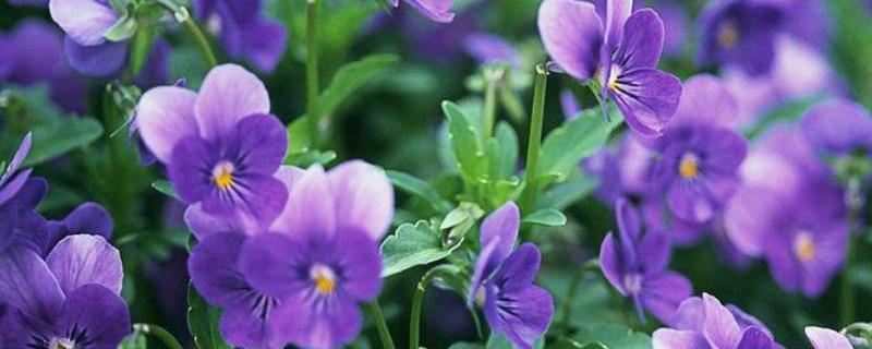 紫罗兰没有根可以活吗 紫根兰没有根能活吗