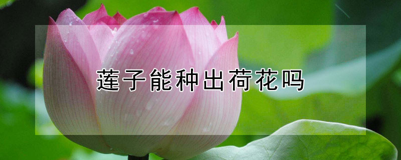 莲子能种出荷花吗（生莲子能种出荷花吗）