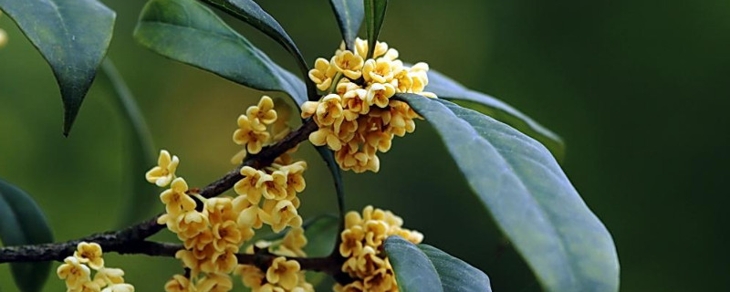 桂花叶子怎么一碰就掉 桂花叶子全掉了怎么办