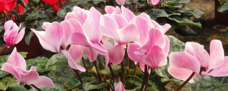 仙客来叶子卷是咋回事 仙客来叶子卷曲