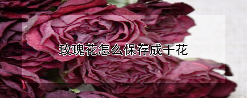 玫瑰花怎么保存成干花(玫瑰花怎么保存成干花不发黑)